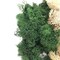 MOSS - Preserved Reindeer MOSS - Dark Green Natural Spring MIX